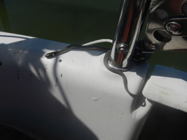Ringelnatter - Bild 3
