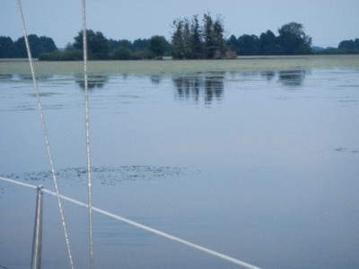 ... die Plage 2013: Wasserpest in den Uferzonen