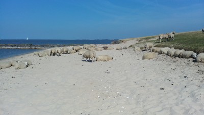 Schafe am Strand